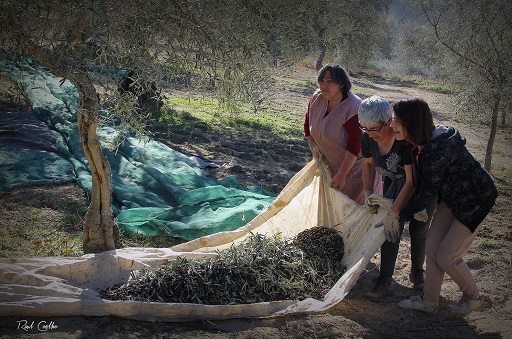 Women harvest olives